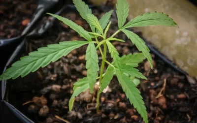 The Importance of Soil Health in Agriculture